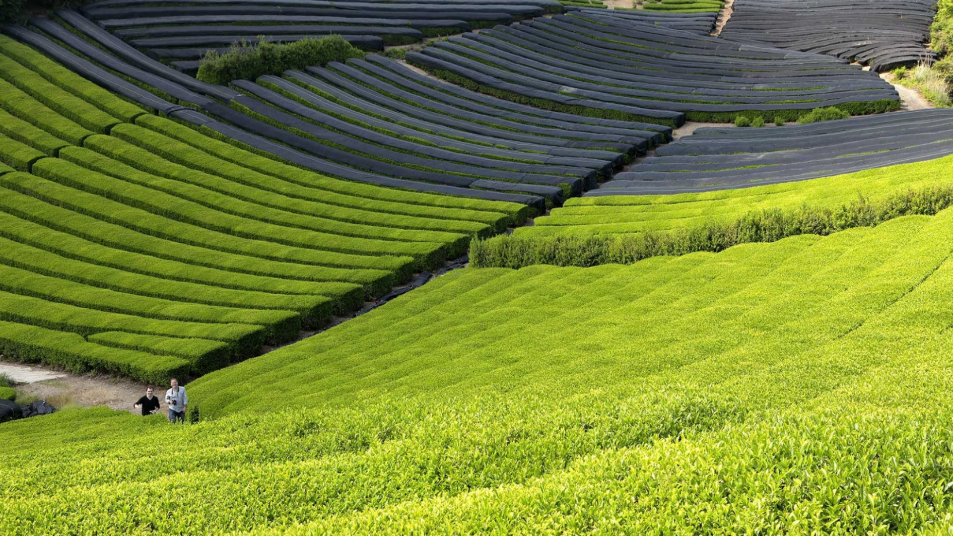 Cultivo té matcha en Japón