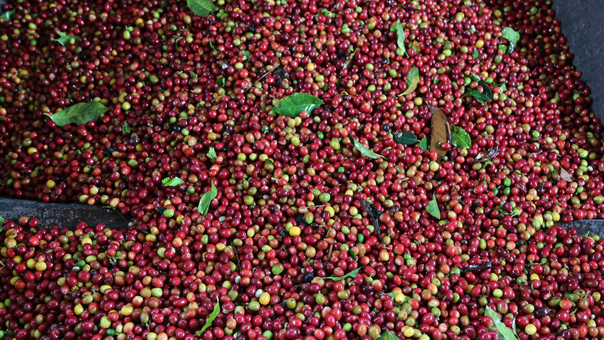 granos de café antes de ser pelados