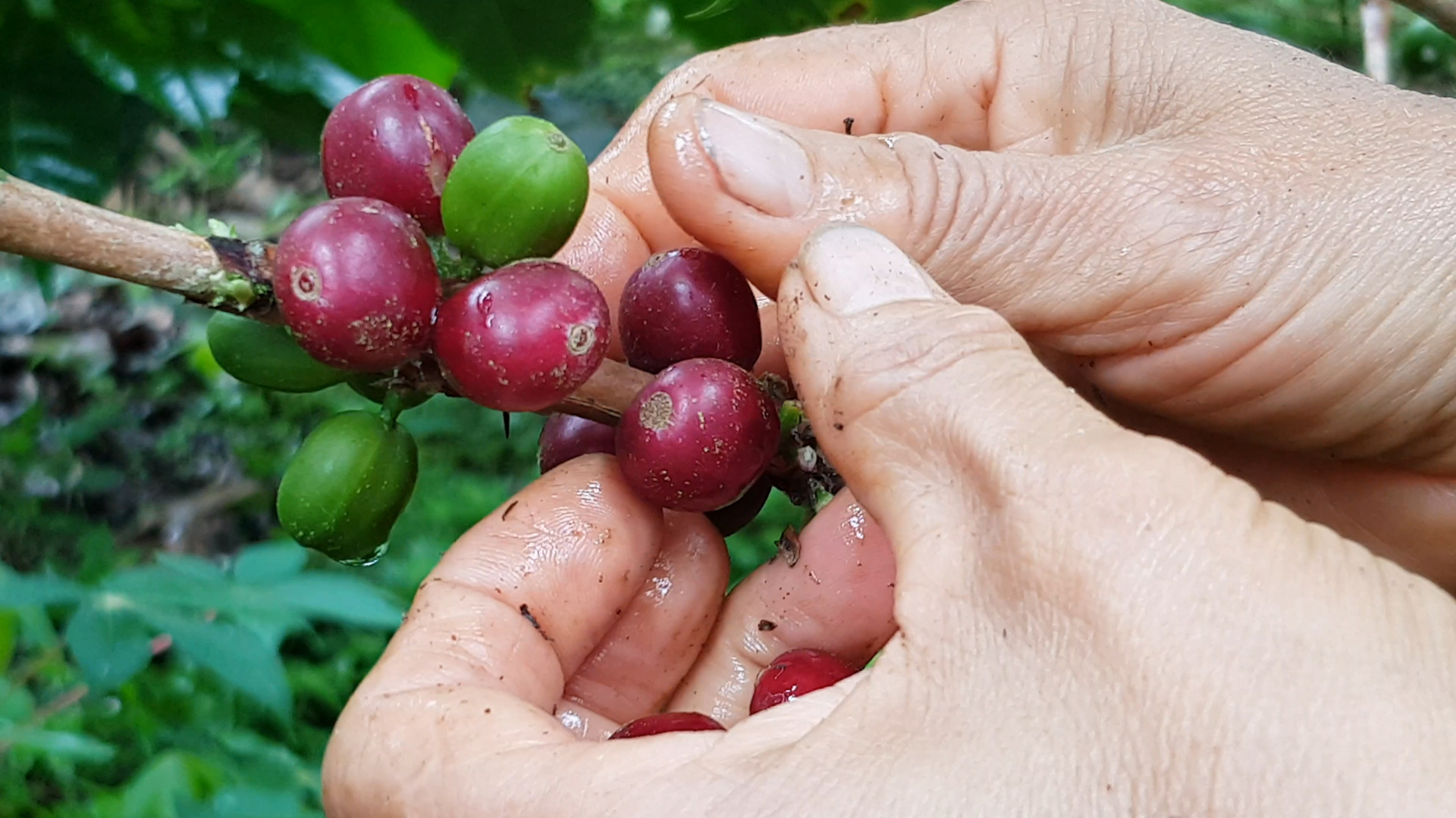 Variedad arábica café